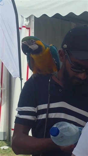 Explore the Joys of Parrot Ownership in Mauritius
