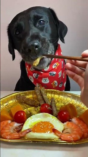 I Tried Grain-Free Dog Food and Here's What Happened