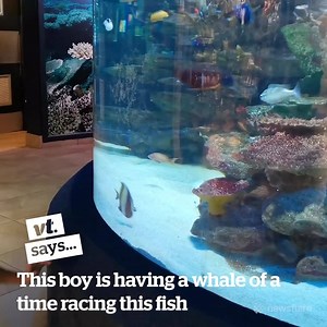 This playful fish is chasing a little boy! 😂 | VT