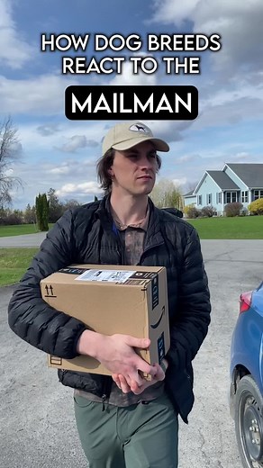 How dog breeds react to the mailman | jack russell