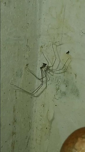 The Misunderstood Cellar Spider (Daddy Long-Legs)! 🕷️🕸️
