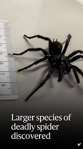 An even larger version of the funnel-web spider has been discovered 😱 | Yahoo News Australia