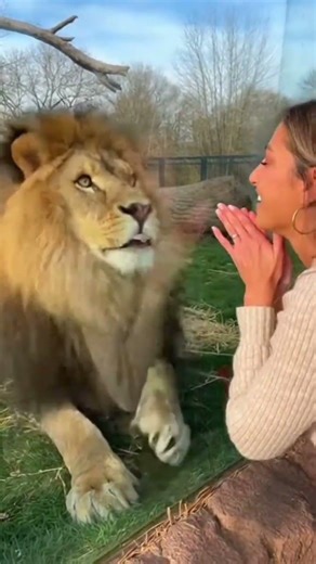“Woman Watching a Lion Through Glass 😱🦁 | Close Encounter”#animals #wildlife