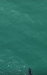 72K views · 884 reactions | Super rare sighting of a 9 foot gator swimming just north of our inlet on Jupiter Island. 﫣  IG: Altitudefp | Jupiter Florida Love | Facebook