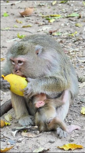 Baby monkey & mom eating mango #2