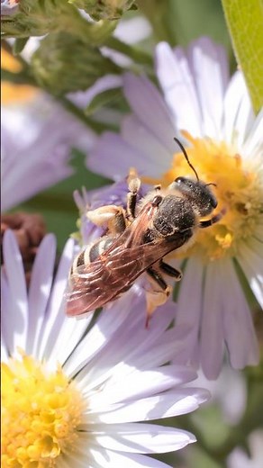 The dreaded wide-stripped sweat bee #macrovideo #insectvideo #naturevideo