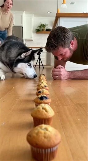 Husky Wins the Muffin Race 🧁🔥 #dog #cute #puppy #funny #home