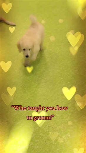 #doggrooming #creativedoggrooming #standardpoodle #doggroomer #creativedoggroomer