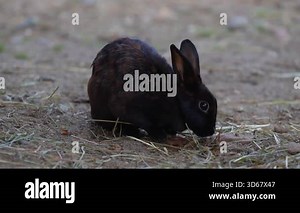 Close-up of a black and brown european rabbit on a animal farm