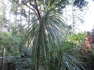 How to grow Cordyline australis
