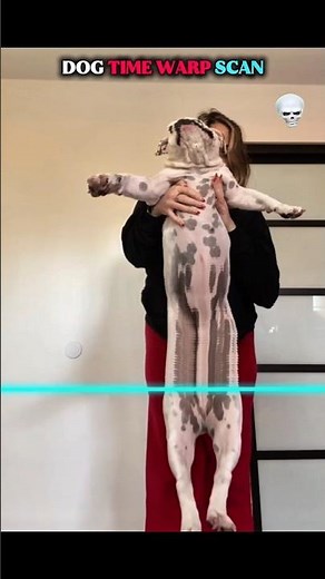 dogs time warp scan vs cats😱💀 #cat #dogs #trolledit #cute