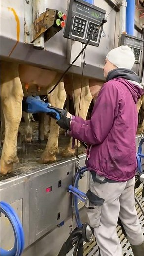 🐄✨ From Udder Wash to Milking Cows: How Farm Girls Use Milking Machines the Smart Way