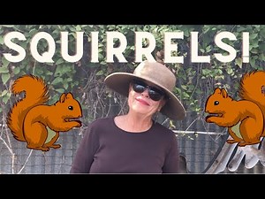 Squirrels! How to Get Rid of Squirrels & YUMMY Squirrel Recipe Ideas