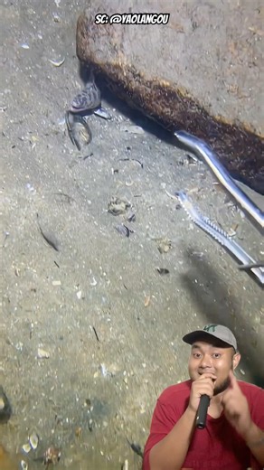 KAKANYA BERANI BANGET⁉️ NANGKAP BELUT LISTRIK PAKAI CAPITAN🥰 @yaolangou