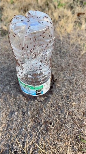 🔥Crazy Red Fire Ants VS Water Bottle #ants