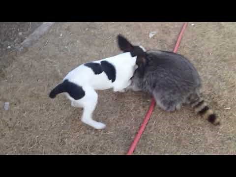 Raccoon fights Hound dog