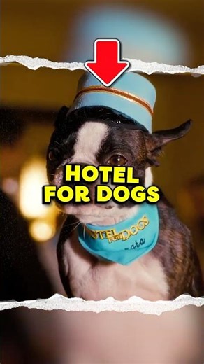 Hotel For Dogs Was Apparently A Nightmare To Film