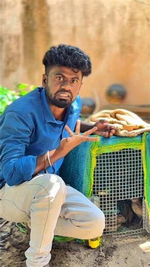 😳 காட இங்க முட்டை எங்க 😕 | quail eggs | Balasvoyage