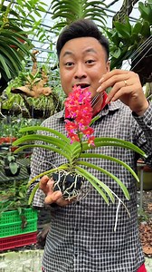 113K views · 1K reactions | Mới chơi Lan anh chị nên chọn dòng Lan này bởi một điều đặc biệt này !! | Hoa Lan Bốn Mùa | Facebook