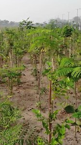 290K views · 10K reactions | Mini bosques que crecen 10 veces más rápido | Earth Tech | Facebook