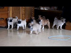 Pug Mix Puppies For Sale