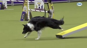 Mixed-Breed Border Collie Flies Through the Masters Agility Course to Win at Westminster Dog Show