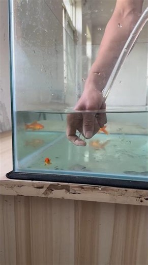 आखिर पापा ने गोल्डन मछली को कहां भेज दिया ll Carriage House wooden artist ll #cartoon #shortvideo