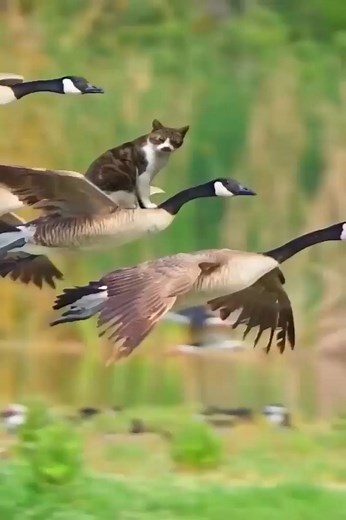 This plane is so convenient 🤩🤩🤩 #animals #birds #cat #short #shortsfeed #shortvideo #shortsvideo #viral | Amazing funy