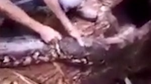 Villagers shoot and cook mating 20ft python hidden in log