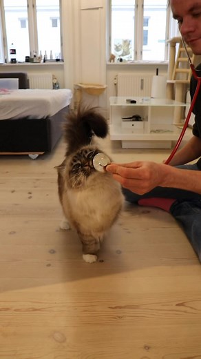 When you’re getting your heart checked 😻 #cats | Missenell