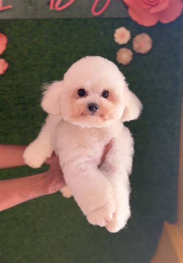 Happy Tails Pet Cafe - Lucena on TikTok