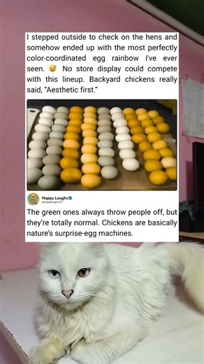 A Calm Little Rainbow Egg Surprise