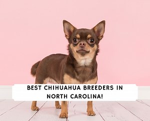 6 Best Chihuahua Breeders in North Carolina! - We Love Doodles
