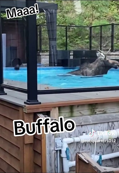 Funny Moose Encounter: Mom, Come Outside!