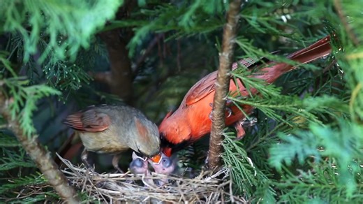 Wondering how Northern Cardinals raise their young? Both parents share the role of feeding their nestlings a diet of insects just like the family in this video. It takes about 9–11 days for the young to leave the nest—and once they do, the male may continue to feed them while the female begins their next nesting attempt of the season. Video: Bob Schamerhorn/Audubon Photography Awards | National Audubon Society