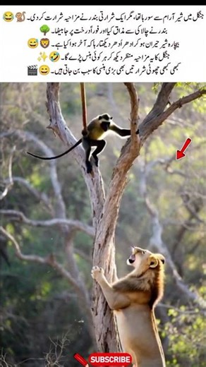 Funny Monkey Pranks Sleeping Lion – Jungle Comedy Moment 🐒🦁 #Funny #Animals