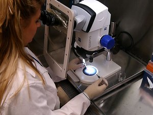 Dissection of Adult Mouse Utricle and Adenovirus-mediated Supporting-cell Infection