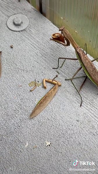 Fascinating Nature: Praying Mantis Life Cycle Revealed