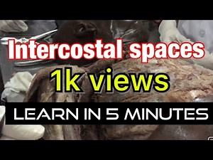 DISSECTION OF INTERCOSTAL SPACE | DISSECTION OF THORACIC REGION | ALL ABOUT INTERCOSTAL SPACES |