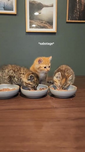 If there's anything kittens won't do - its eat from their own bowls 😂 we decided to record a mealtime with the kittens and they had to try the food in each bowl eventually lol if you'd like a mindful moment of watching and hearing the kittens munching on their food, we just posted a 5 minute video of this mealtime to YouTube | Fostering kittens