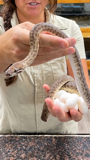 Tiny children’s python becomes a mother with a precious egg clutch