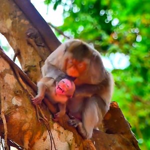OMG...It shocking for the baby monkey got beat hardly by terrible mom, You will cry pity this poor baby monkey during watch this clip | Monkey BiBi