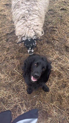 Hilarious Sheep Antics: Funny Videos Compilation