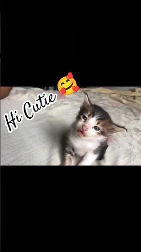 Cute Cat Diaries 🐾 Funny & Adorable Cat Moments You’ll Love! #adorablecats #catdiaries #catlife