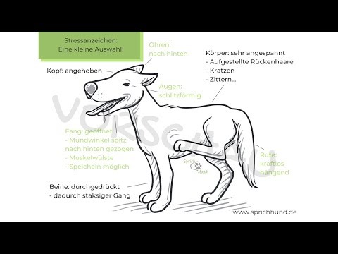 Stress-Signale bei deinem Hund (Vorschau)