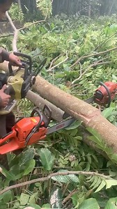 315K views · 860 reactions | #chainsaw #lumberjacklife #woodworking #timber #forest #sawdust #axeman #logcabin #outdoorsman #woodchopping #treefelling #hardwood #woodsmen #lumberjackstyle #woodgrain #woodpile | LumberJack Zu | Facebook