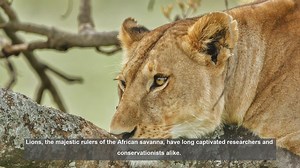 10 Key Lion Tracking Studies: Insights into Africa's Big Cats