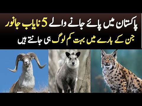 5 Beautiful Wild Animals in Pakistan People Don't Know About | Wildlife of Pakistan