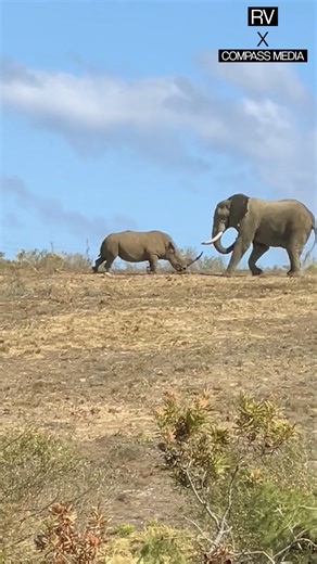 19K views · 96 reactions | Rhino 憐 vs elephant  | RealVoices | Facebook