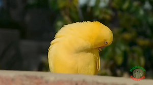 Amazing Video of Colorful Parrots | Parrot Paradise